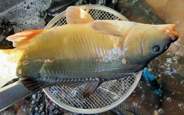 三道鳞是什么鱼?