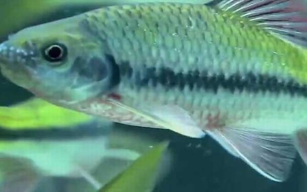光唇鱼是什么鱼?