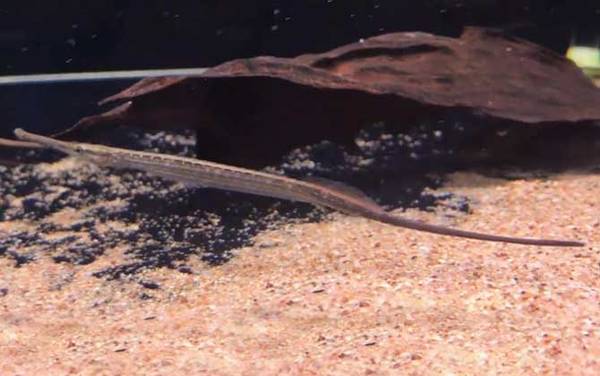 海龙鱼是什么鱼?