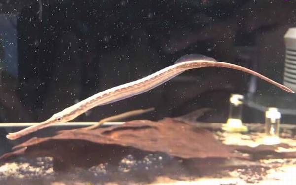 海龙鱼是什么鱼?