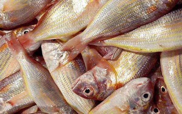 红杉鱼是什么鱼?