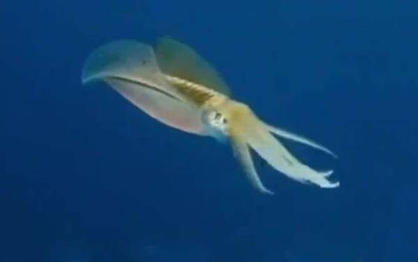 墨鱼是什么动物?