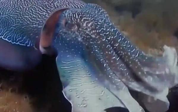 墨鱼是什么动物?