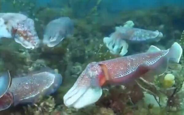 墨鱼是什么动物?