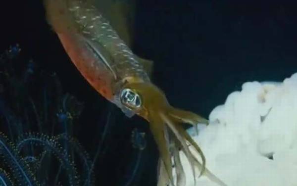 墨鱼是什么动物?