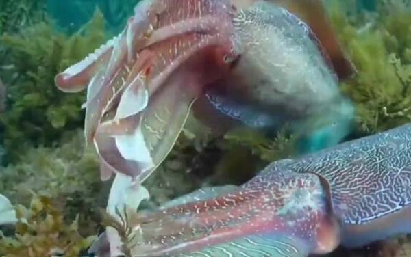 墨鱼是什么动物?