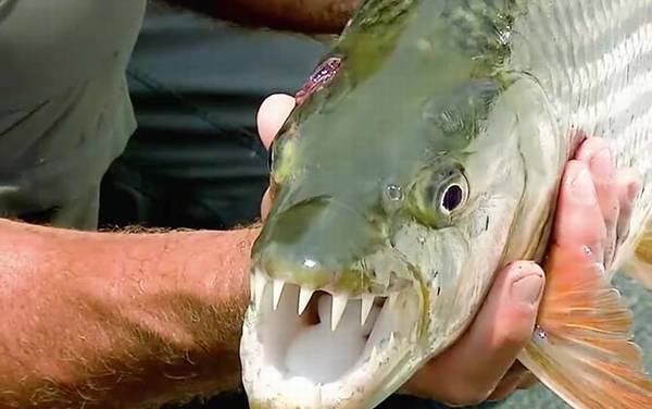 非洲虎鱼是什么鱼?