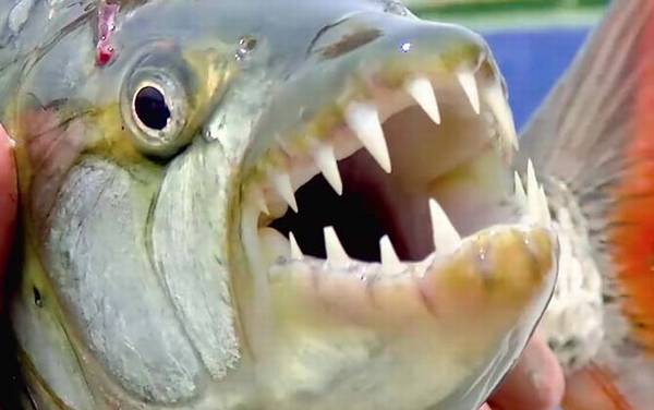 非洲虎鱼是什么鱼?