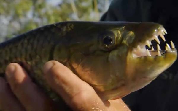 非洲虎鱼是什么鱼?