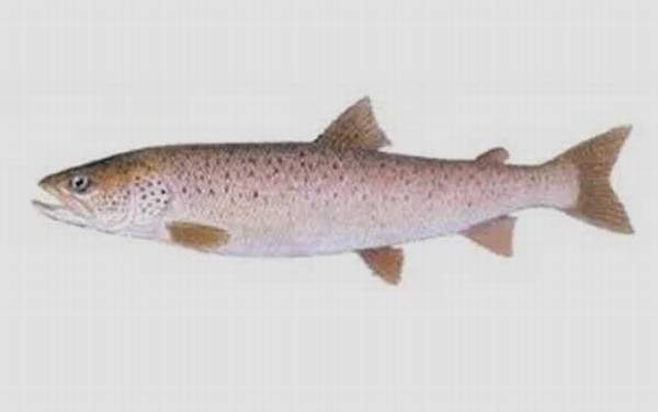 哲罗鱼是什么鱼?