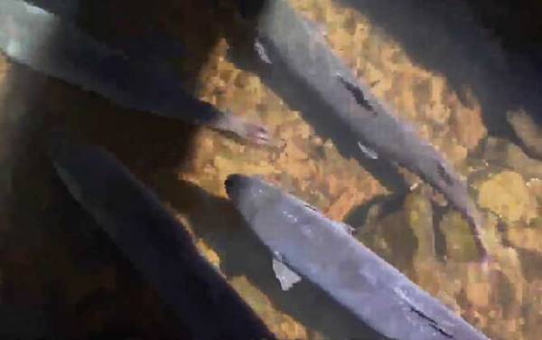 哲罗鱼是什么鱼?