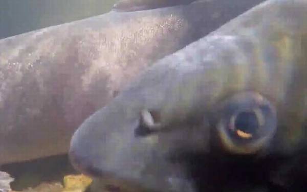 哲罗鱼是什么鱼?