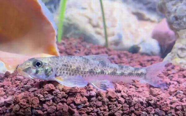 鰕虎鱼是什么鱼?