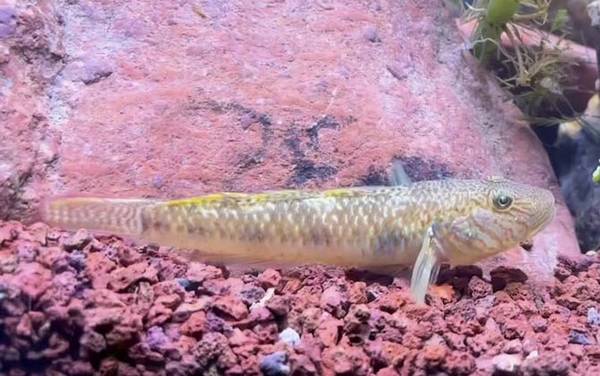 鰕虎鱼是什么鱼?