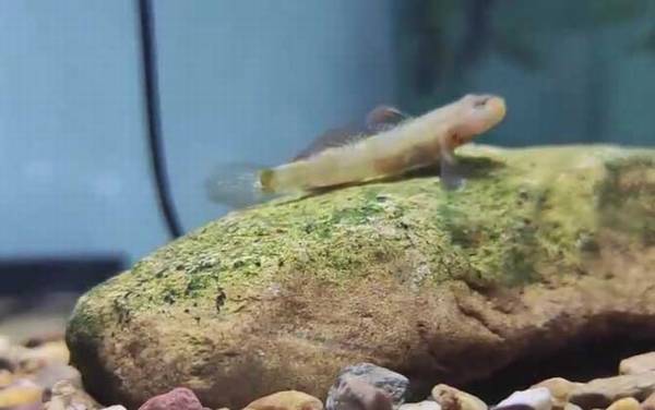 鰕虎鱼是什么鱼?