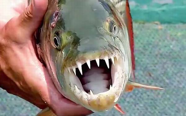 巨型水虎鱼是什么鱼?