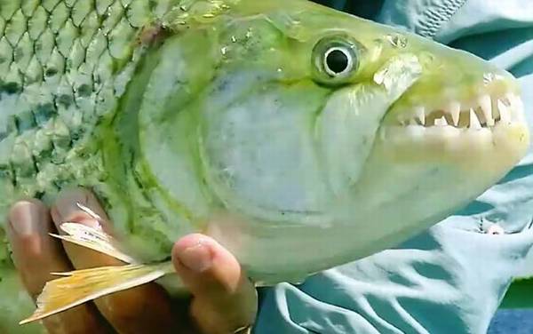 巨型水虎鱼是什么鱼?