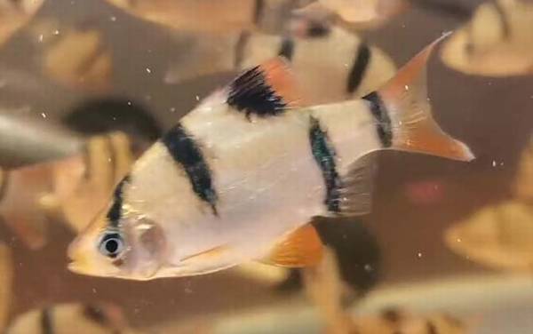 虎皮鱼是什么鱼?