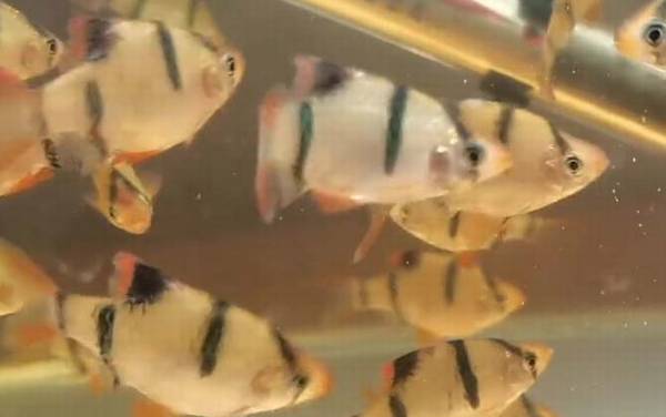虎皮鱼是什么鱼?
