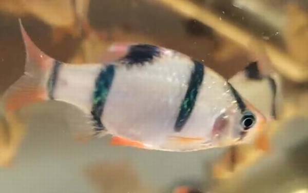 虎皮鱼是什么鱼?