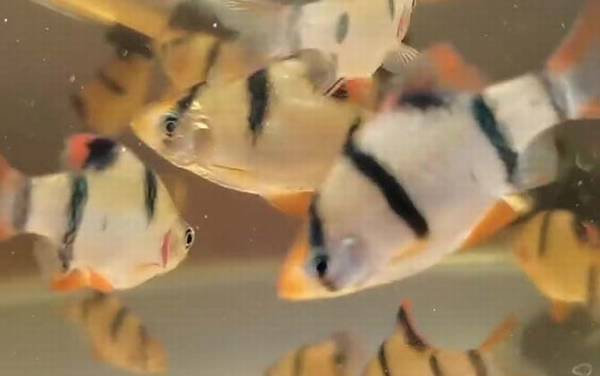 虎皮鱼是什么鱼?