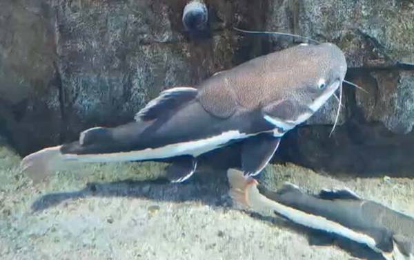 招财猫是什么鱼?