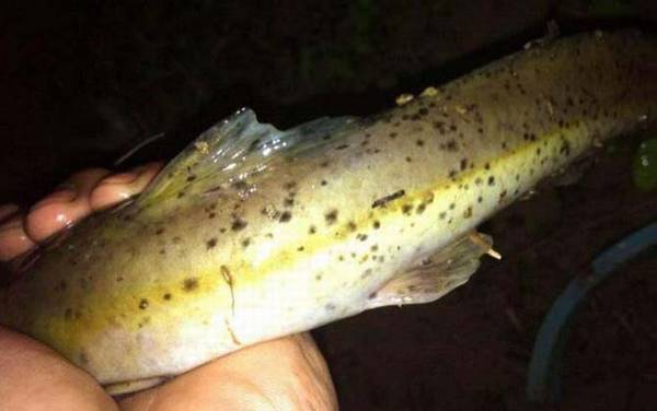 芝麻剑是什么鱼?