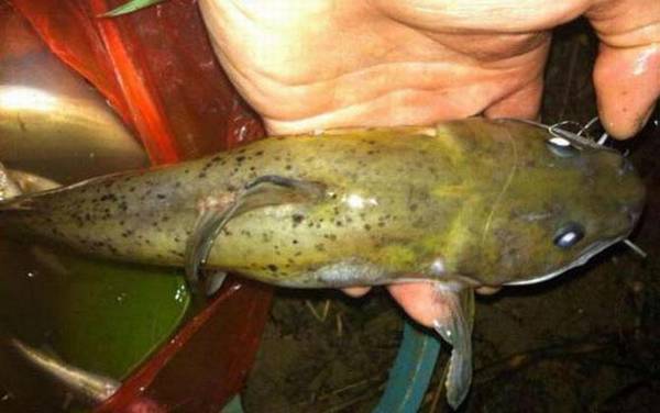 芝麻剑是什么鱼?