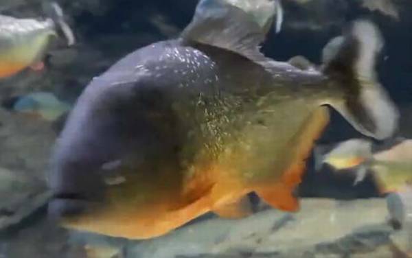 红腹水虎鱼是什么鱼?