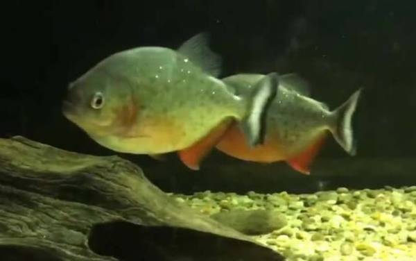 红腹水虎鱼是什么鱼?
