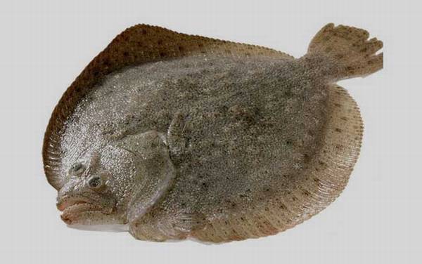 小嘴鱼是什么鱼?