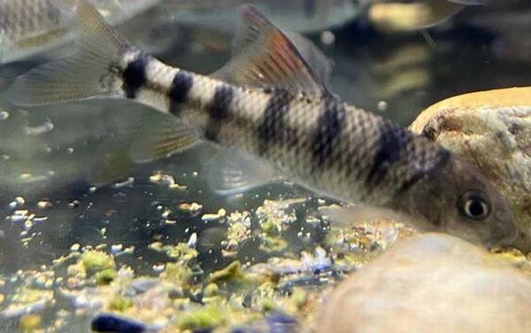 溪石斑是什么鱼?
