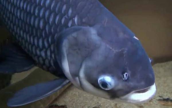 巨暹罗鲤是什么鱼?