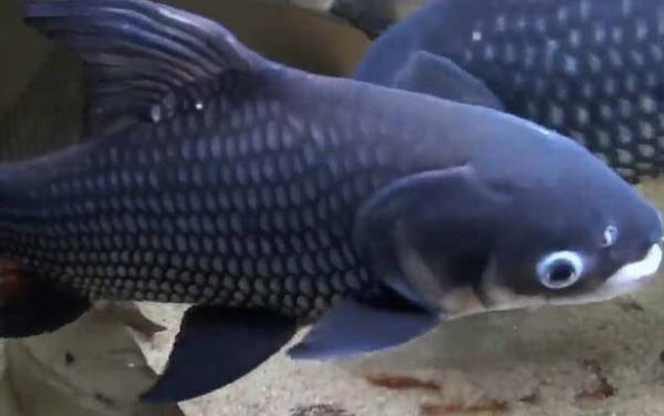 巨暹罗鲤是什么鱼?