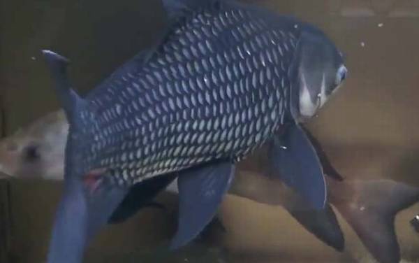巨暹罗鲤是什么鱼?