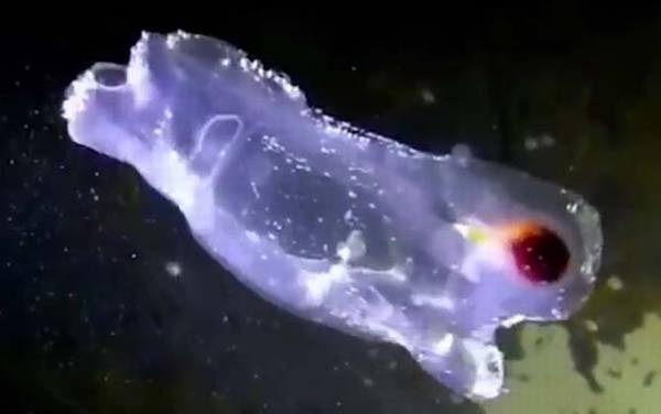 果冻鱼是什么动物?