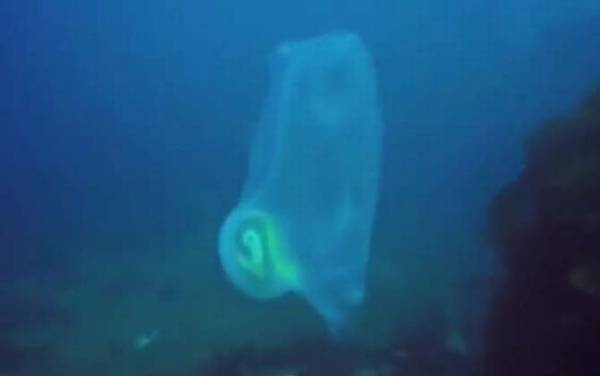 果冻鱼是什么动物?