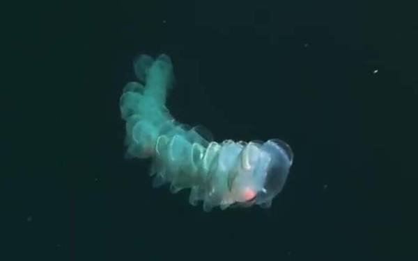 果冻鱼是什么动物?