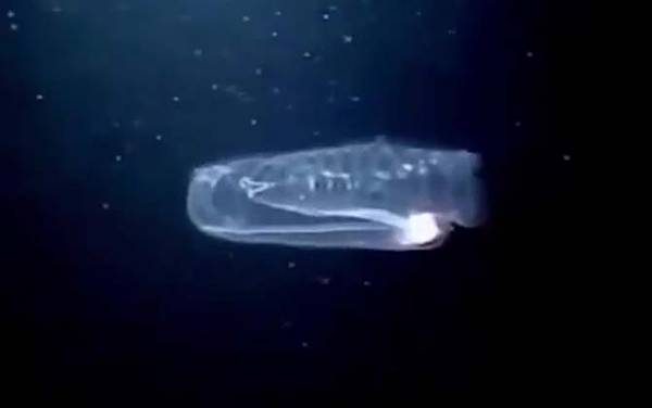 果冻鱼是什么动物?