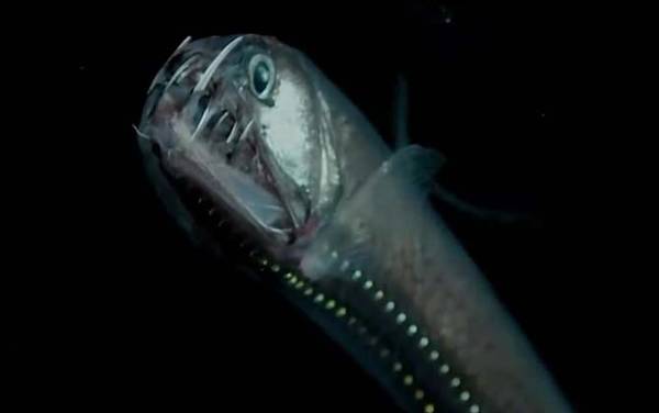 毒蛇鱼是什么鱼?