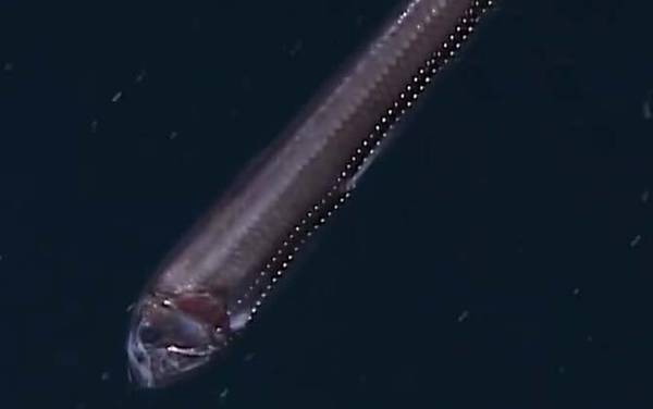 毒蛇鱼是什么鱼?