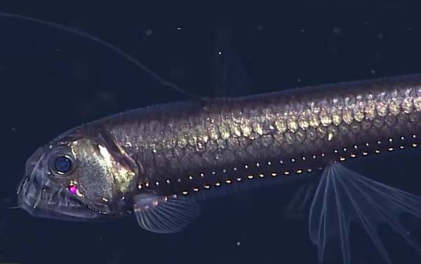 毒蛇鱼是什么鱼?