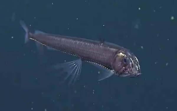 毒蛇鱼是什么鱼?