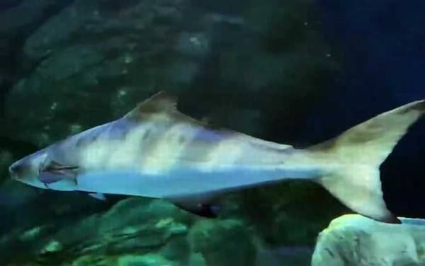 军曹鱼是什么鱼?