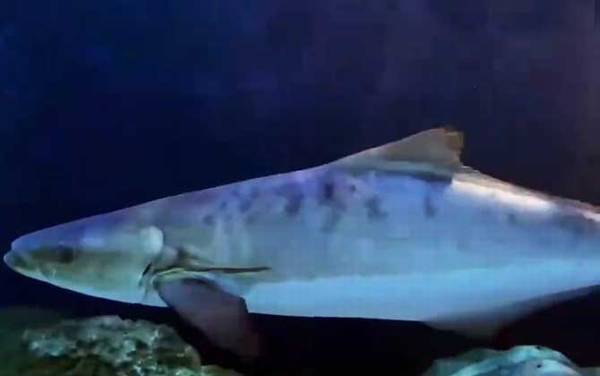 军曹鱼是什么鱼?