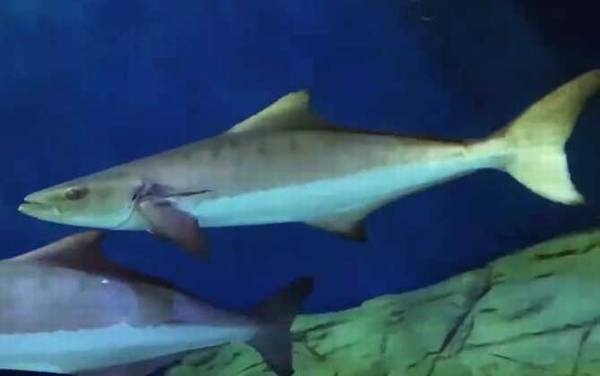 军曹鱼是什么鱼?