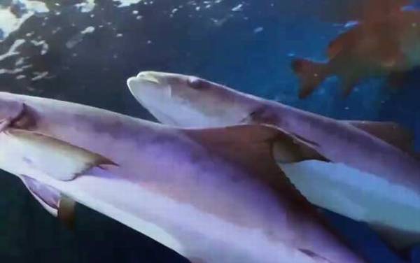 军曹鱼是什么鱼?