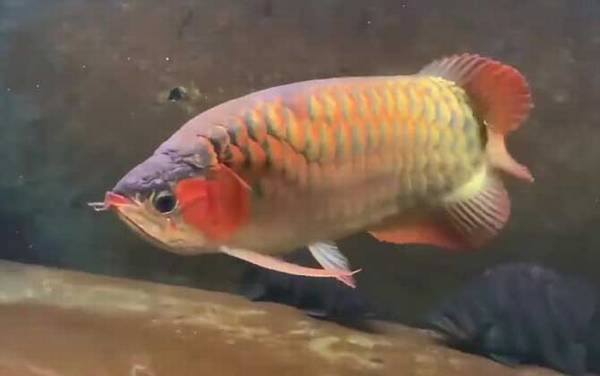 金龙鱼是什么鱼?