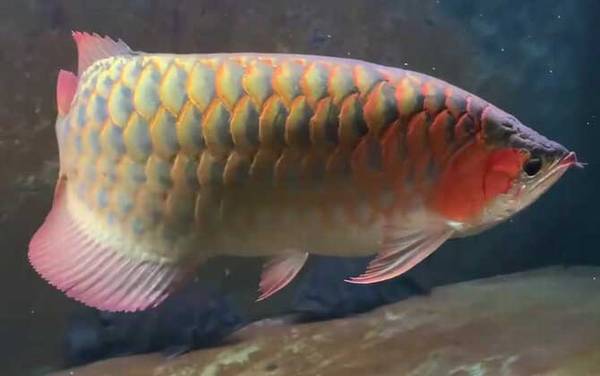 金龙鱼是什么鱼?