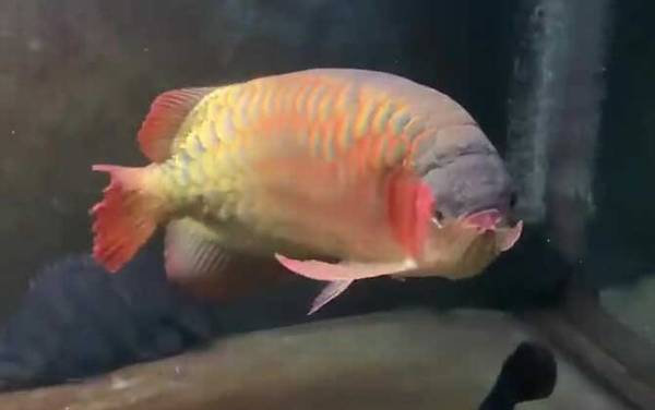 金龙鱼是什么鱼?